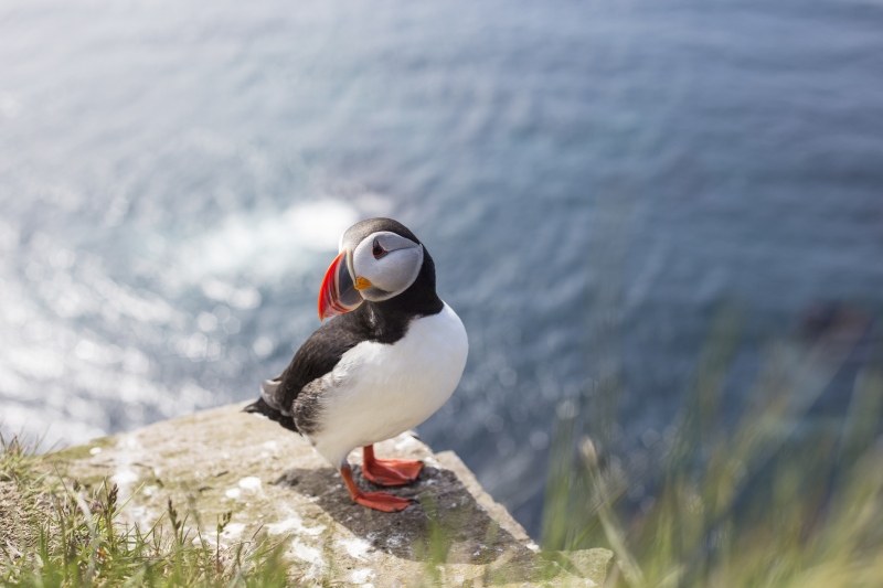 puffin on a rock with the sea in the background